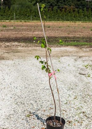 corylus